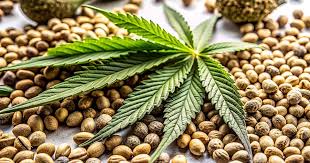 Red Devil Auto A Comprehensive Guide to Cultivation