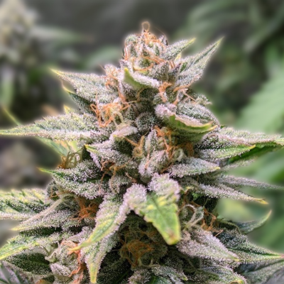 Red Devil Auto A Comprehensive Guide to Cultivation